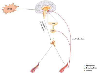 Molecular pathways underlying sympathetic autonomic overshooting leading to fear and traumatic memories: looking for alternative therapeutic options for post-traumatic stress disorder